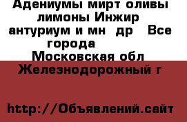 Адениумы,мирт,оливы,лимоны,Инжир, антуриум и мн .др - Все города  »    . Московская обл.,Железнодорожный г.